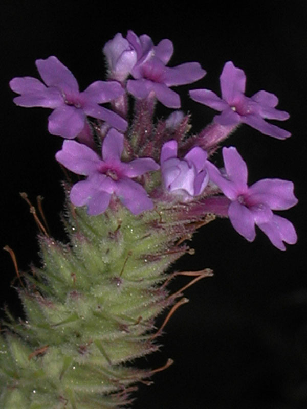 Mock vervain